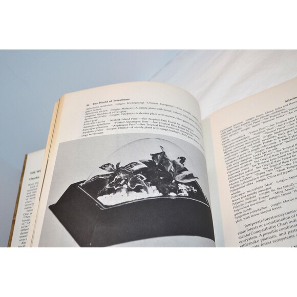 Terrariums 1970s Are Back The World of Terrariums 1975s  Design Building Caring - Picture 2 of 7